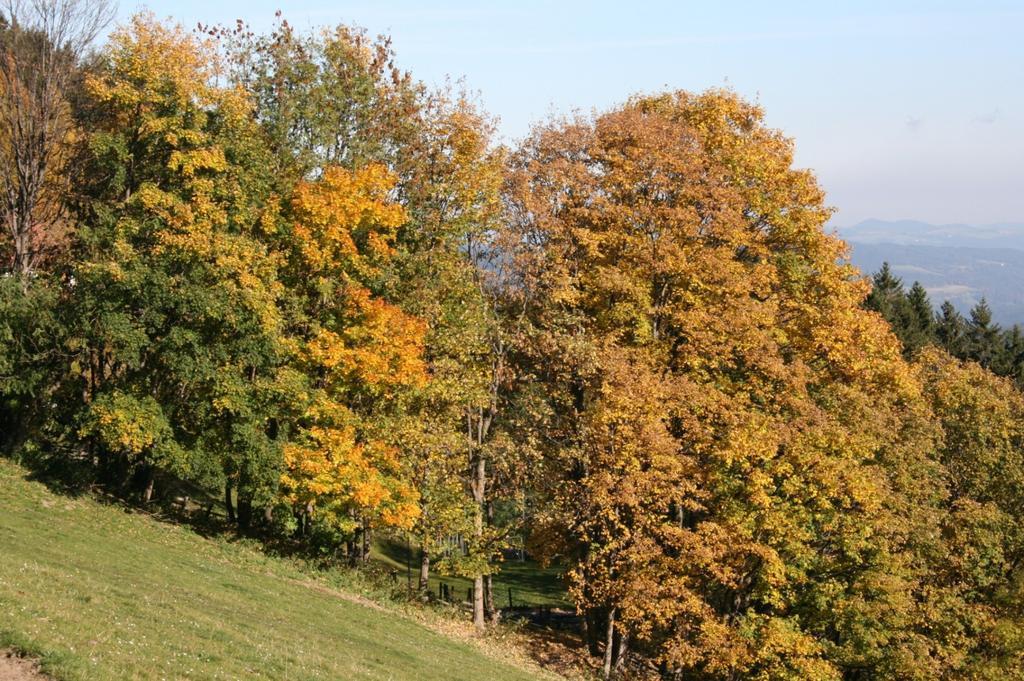Almbauer Morgenbesser Trattenbach  Esterno foto